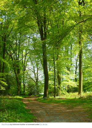 Woodland small.png